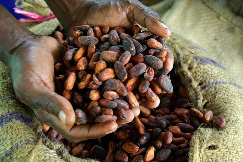 Defrişări masive în Africa de Vest pentru cacao