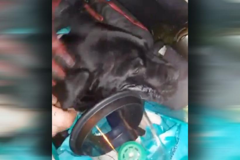 VIDEO - Momentul în care un pui de labrador își arată recunoștița față de salvatorii săi