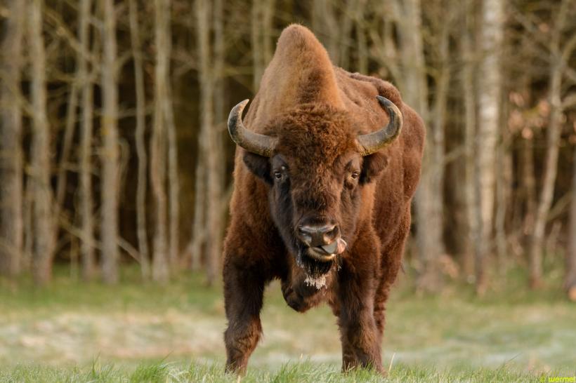 Bizon sălbatic, singurul văzut în Germania în ultimii 250 de ani, omorât