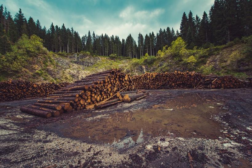 Istrate Şteţco: Romsilva ar putea să exploateze 17 milioane metri cubi de lemn fără să încalce legea