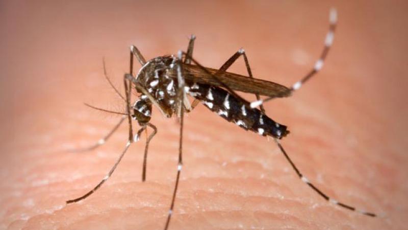 Brăila: Două noi cazuri de infectare cu virusul West Nile confirmate de Institutului Cantacuzino 