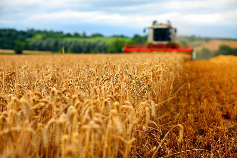Egiptul aprobă livrarea de grâu din România, respinsă anterior pe motiv că ar conține semințe de mac