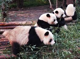 Studiu: Numărul urșilor panda a crescut, nu însă și habitatul lor