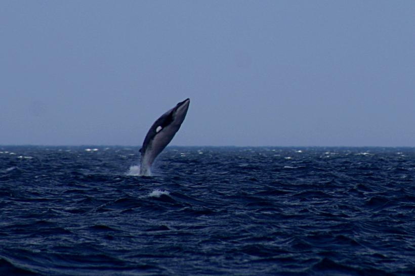 Vânătorii japonezi au ucis 177 de balene, în ciuda protestelor internaţionale