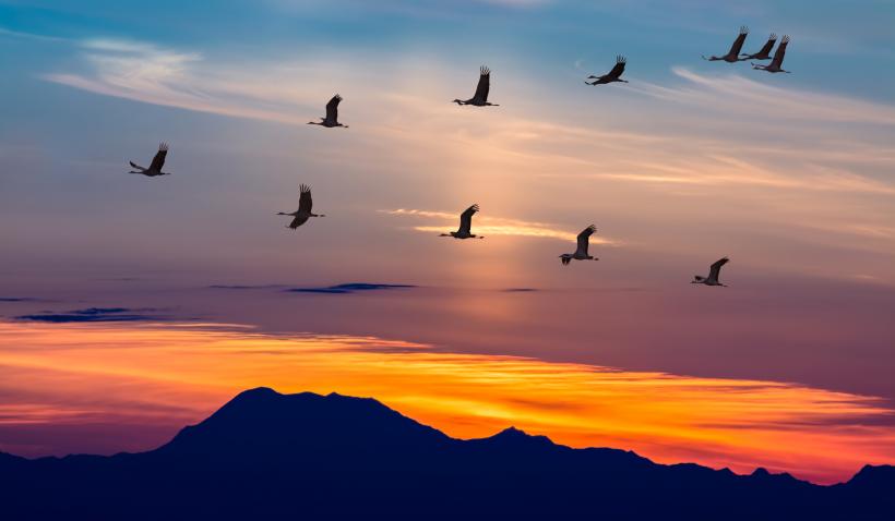 Clujenii sunt invitați de ornitologii la un eveniment de observare a părărilor migratoare