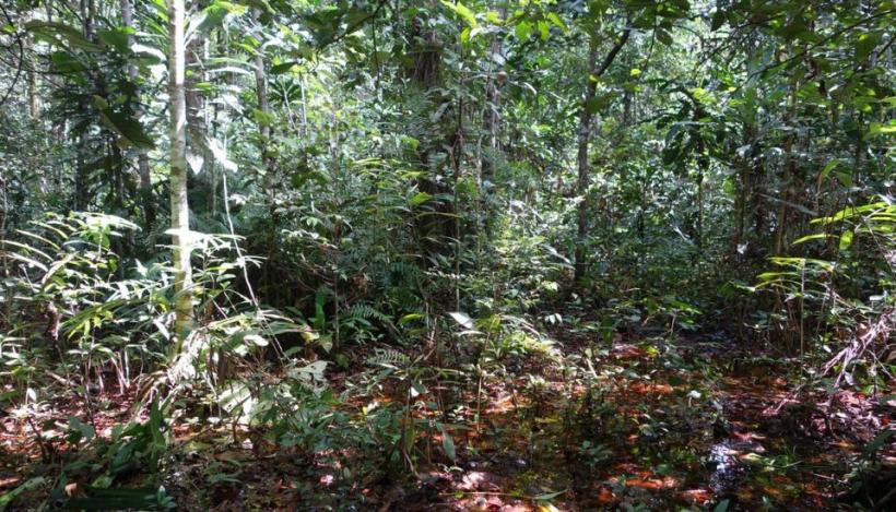 Regiunile tropicale afectate de despăduriri, emit mai mult CO2 decât cantitățile pe care le absorb