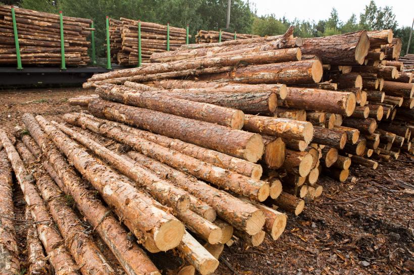 CFR Marfă a pierdut trei vagoane pe Legea furtului de lemne