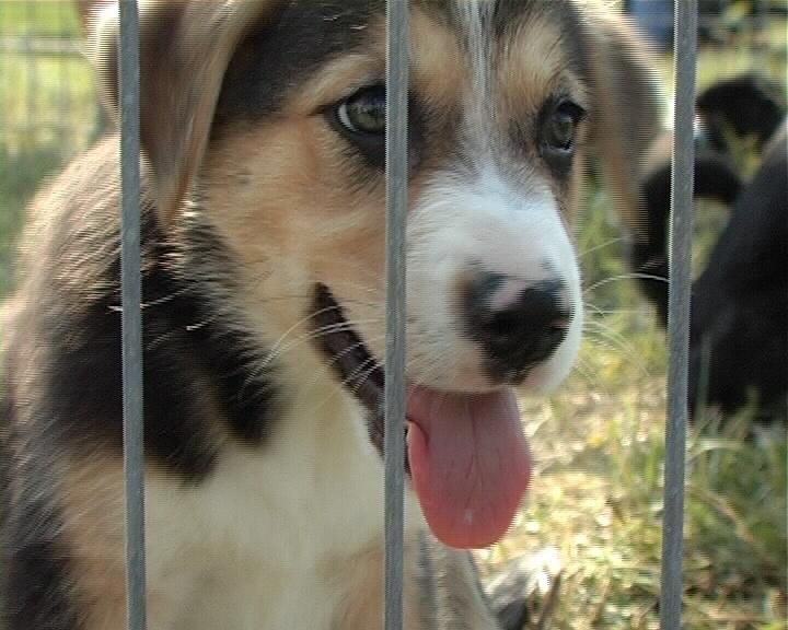 Duminică are loc în Capitală o campanie de adopţie a câinilor fără stăpân, cu ocazia Zilei Internaţionale a Animalelor