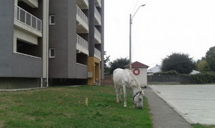 Doi cai pasc liberi prin Bacău, de luni de zile