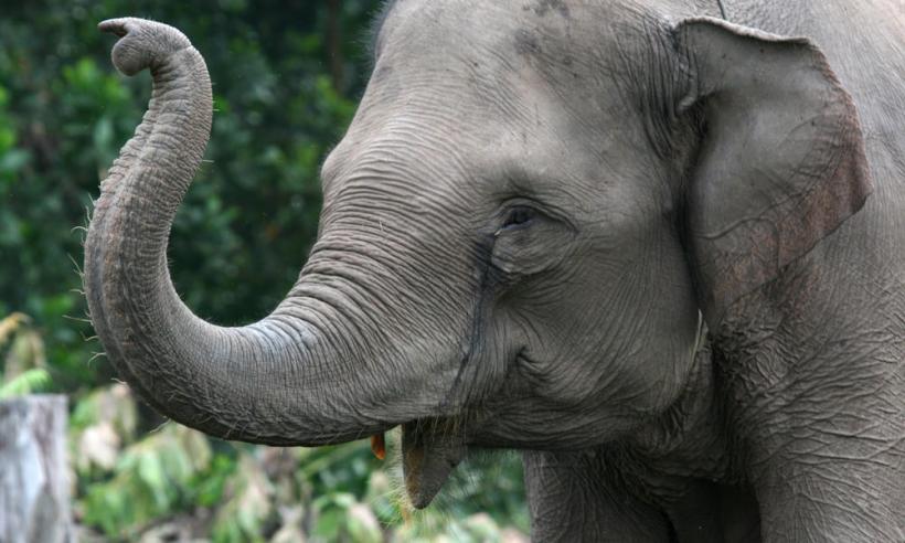 Doi elefanți din Sumatra au murit electrocutați