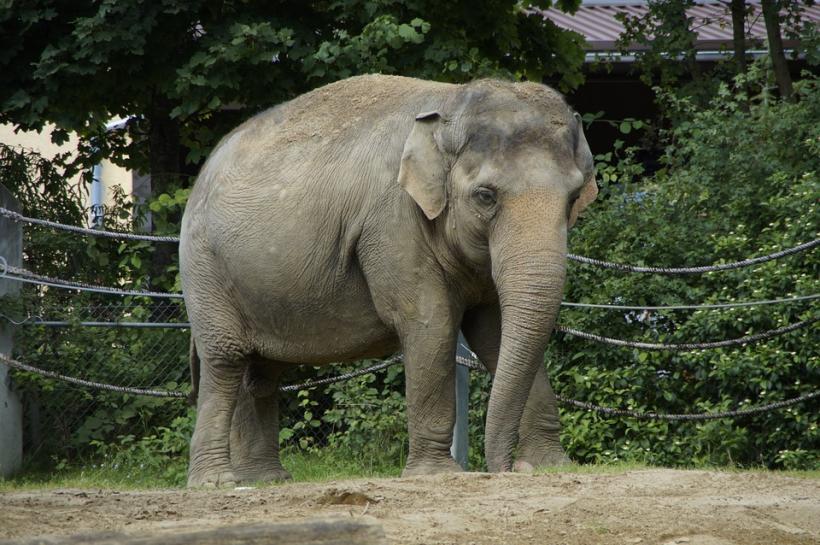 Elefantul indian, pe cale de dispariţie