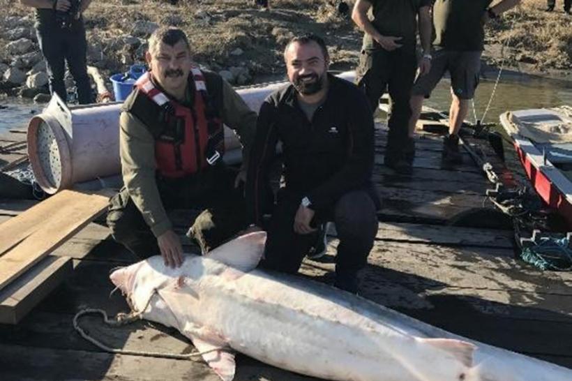 Pescari recompensați de autorități, după ce au predat un morun de 100 kg prins accidental