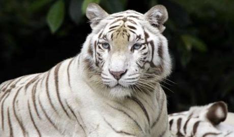 Braşov: Grădina Zoologică şi-a sărbătorit perechea de leoparzi albi prin ateliere dedicate copiilor