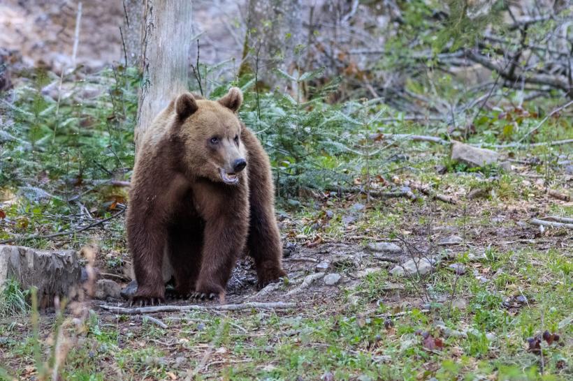A început împuşcarea urşilor din Covasna
