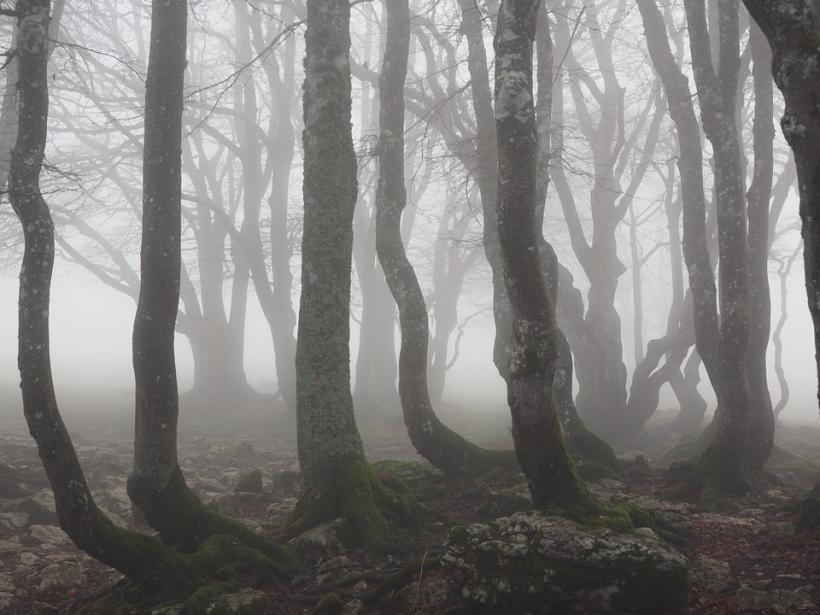 Pădurea Hoia Baciu, cea mai înfricoșătoare pădure din lume, în atenția celor de la The Independent