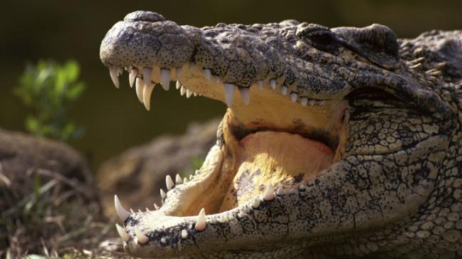 Şocant! Un bărbat din India s-a trezit dimineaţa cu un crocodil de 3 metri în casă