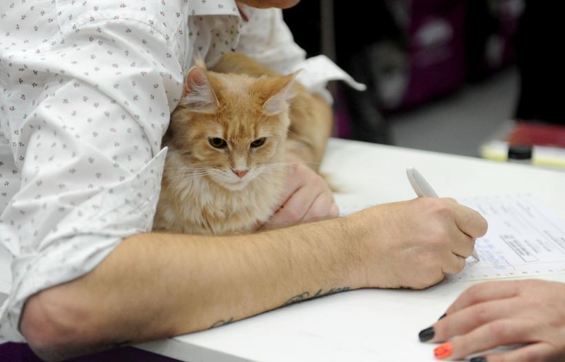 SofistiCAT 2017. Concursul celor mai frumoase pisici (GALERIE FOTO) 18593009