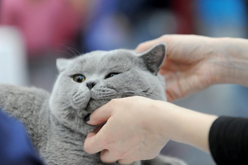SofistiCAT 2017. Concursul celor mai frumoase pisici (GALERIE FOTO) 18593011
