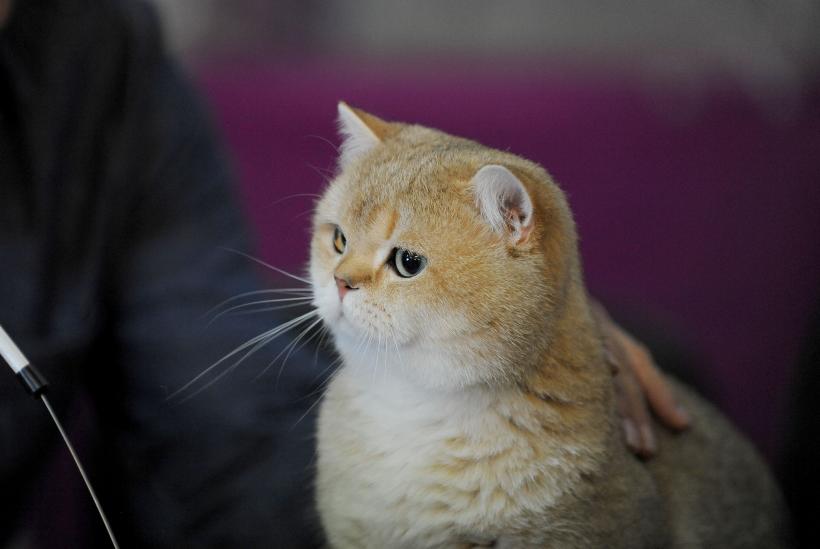 SofistiCAT 2017. Concursul celor mai frumoase pisici (GALERIE FOTO) 18593013