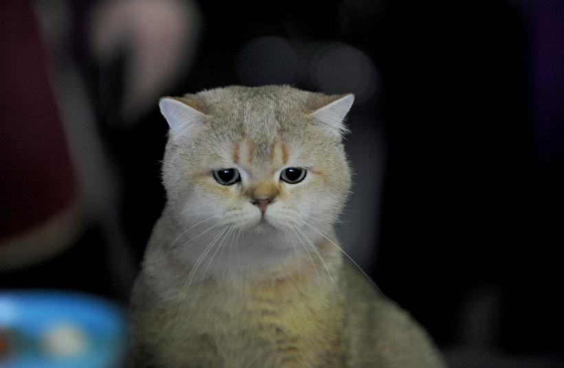 SofistiCAT 2017. Concursul celor mai frumoase pisici (GALERIE FOTO) 18593015