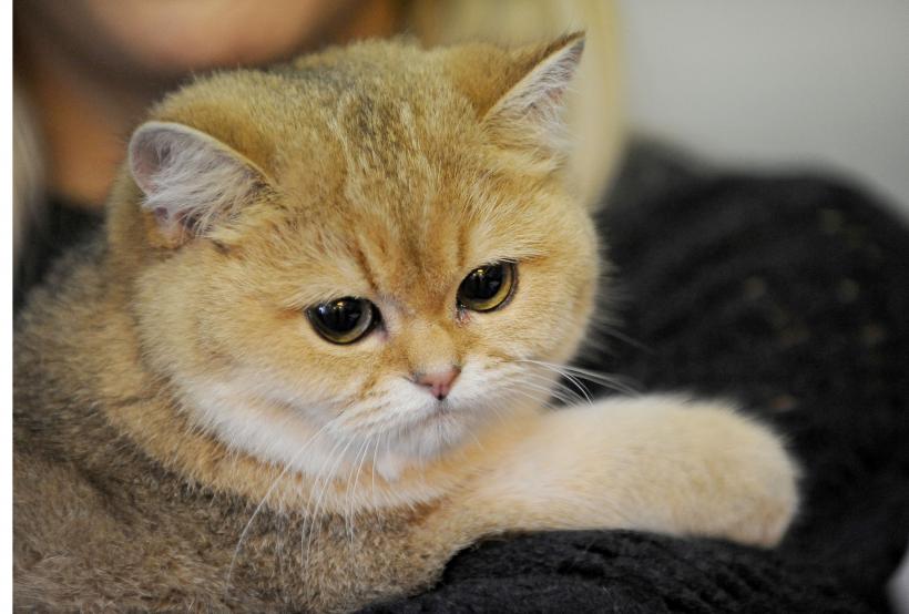 SofistiCAT 2017. Concursul celor mai frumoase pisici (GALERIE FOTO) 18593016