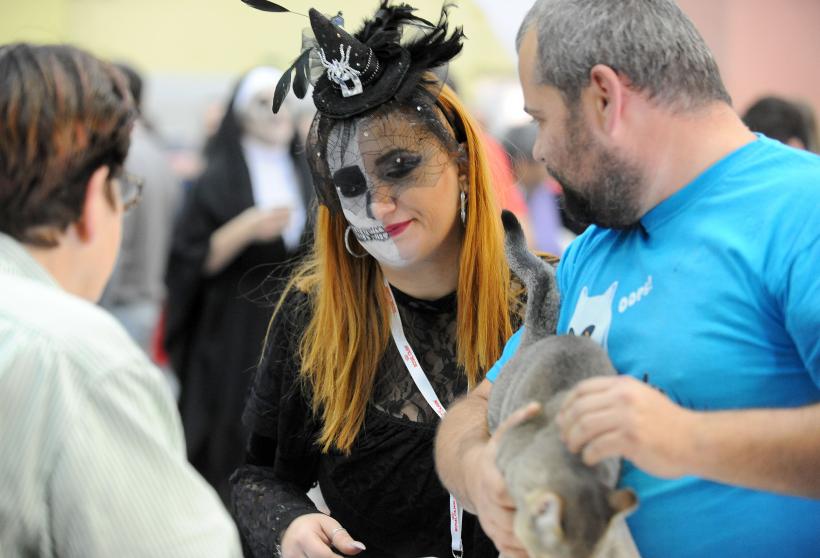 SofistiCAT 2017. Concursul celor mai frumoase pisici (GALERIE FOTO) 18593017