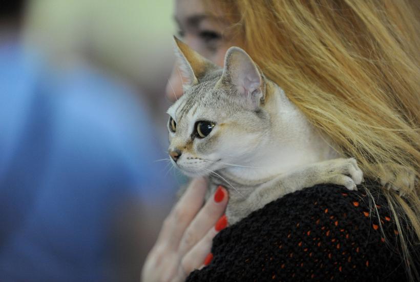 SofistiCAT 2017. Concursul celor mai frumoase pisici (GALERIE FOTO) 18593018