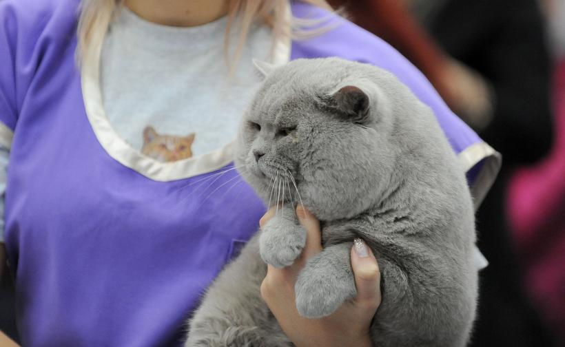 SofistiCAT 2017. Concursul celor mai frumoase pisici (GALERIE FOTO) 18593019