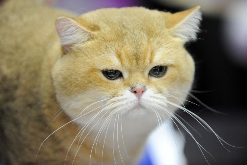 SofistiCAT 2017. Concursul celor mai frumoase pisici (GALERIE FOTO) 18593020