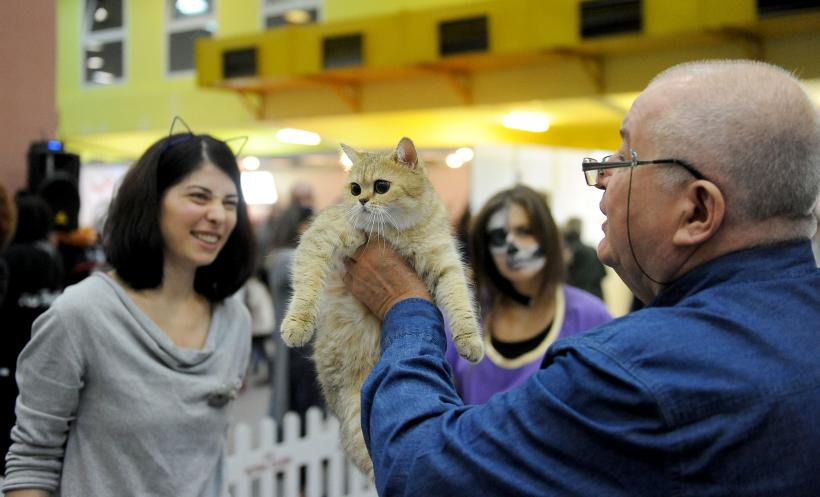 SofistiCAT 2017. Concursul celor mai frumoase pisici (GALERIE FOTO) 18593021