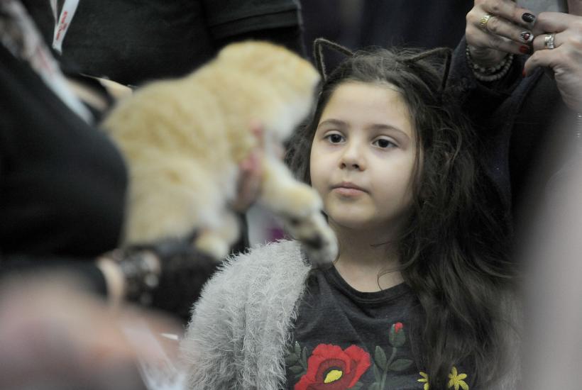 SofistiCAT 2017. Concursul celor mai frumoase pisici (GALERIE FOTO) 18593022
