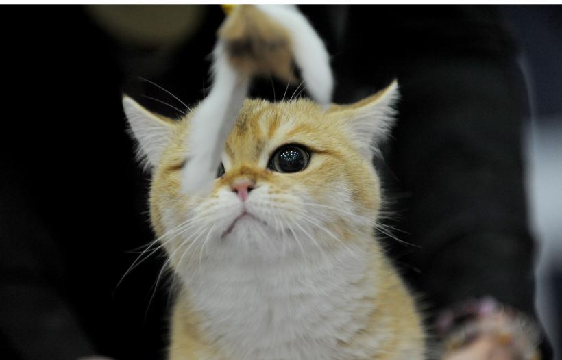 SofistiCAT 2017. Concursul celor mai frumoase pisici (GALERIE FOTO) 18593023