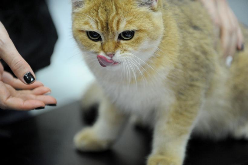 SofistiCAT 2017. Concursul celor mai frumoase pisici (GALERIE FOTO) 18593024