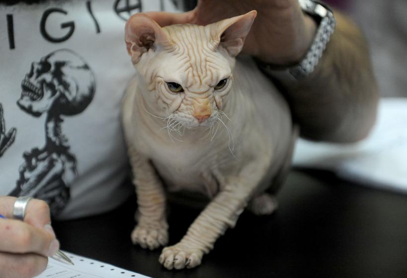 SofistiCAT 2017. Concursul celor mai frumoase pisici (GALERIE FOTO) 18593025