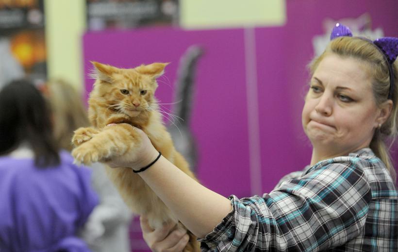 SofistiCAT 2017. Concursul celor mai frumoase pisici (GALERIE FOTO) 18593026