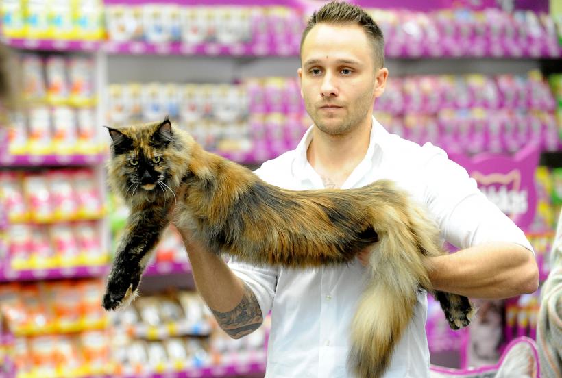 SofistiCAT 2017. Concursul celor mai frumoase pisici (GALERIE FOTO) 18593027