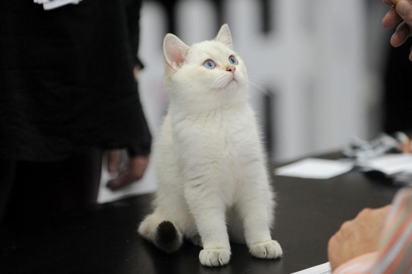SofistiCAT 2017. Concursul celor mai frumoase pisici (GALERIE FOTO) 18593028