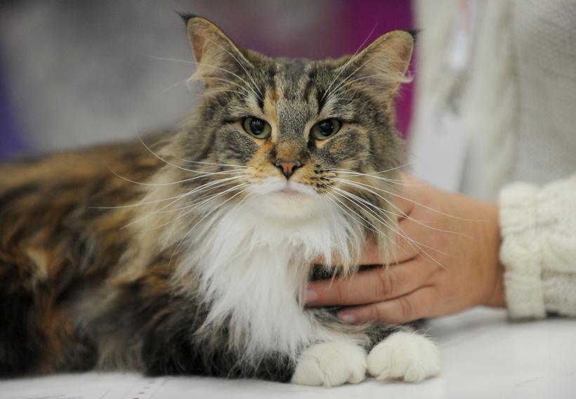 SofistiCAT 2017. Concursul celor mai frumoase pisici (GALERIE FOTO) 18593029