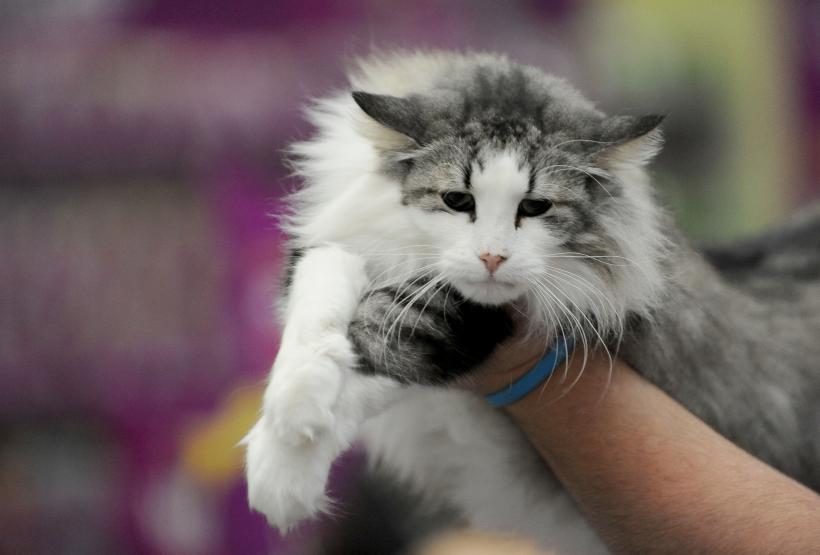 SofistiCAT 2017. Concursul celor mai frumoase pisici (GALERIE FOTO) 18593030
