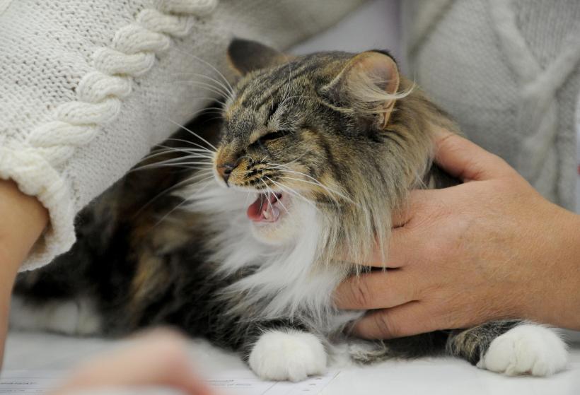 SofistiCAT 2017. Concursul celor mai frumoase pisici (GALERIE FOTO) 18593031