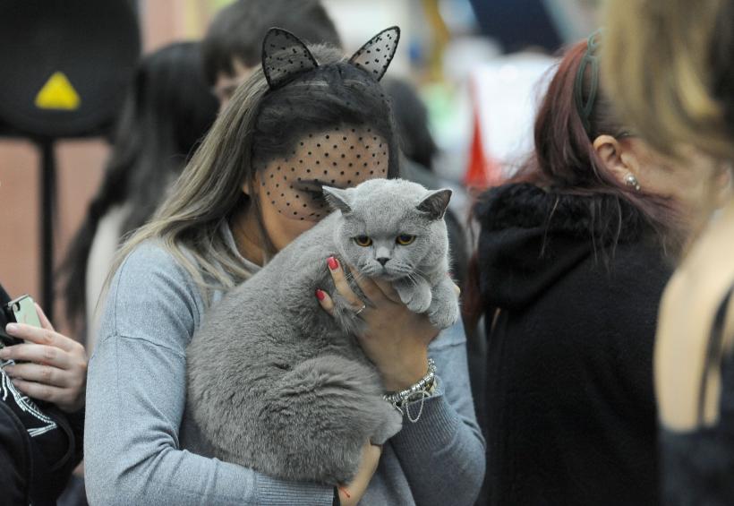 SofistiCAT 2017. Concursul celor mai frumoase pisici (GALERIE FOTO) 18593032