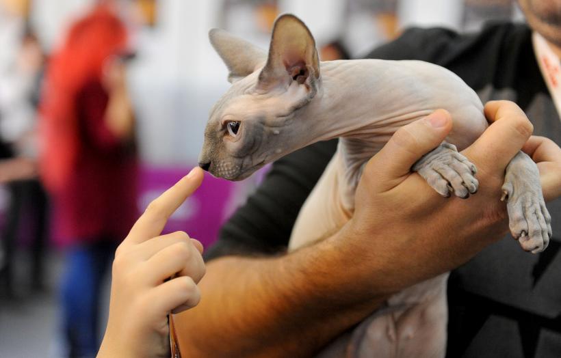 SofistiCAT 2017. Concursul celor mai frumoase pisici (GALERIE FOTO) 18593033