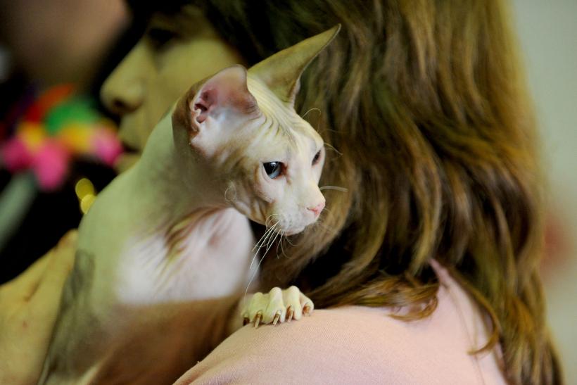 SofistiCAT 2017. Concursul celor mai frumoase pisici (GALERIE FOTO) 18593034