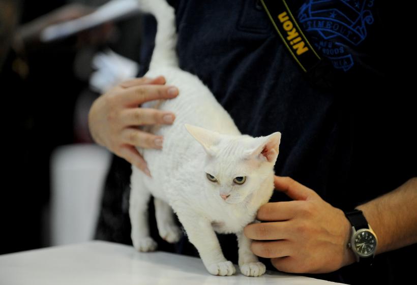 SofistiCAT 2017. Concursul celor mai frumoase pisici (GALERIE FOTO) 18593035