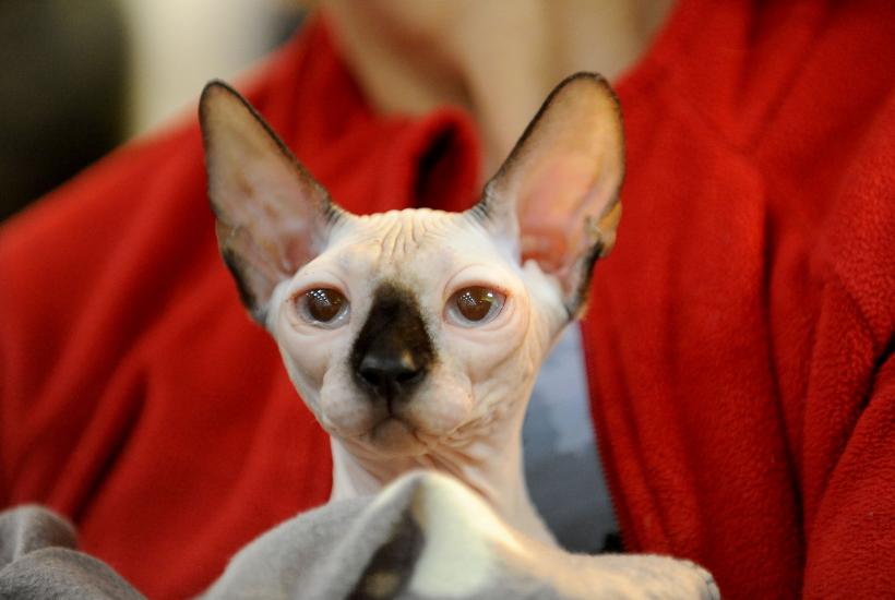 SofistiCAT 2017. Concursul celor mai frumoase pisici (GALERIE FOTO) 18593036