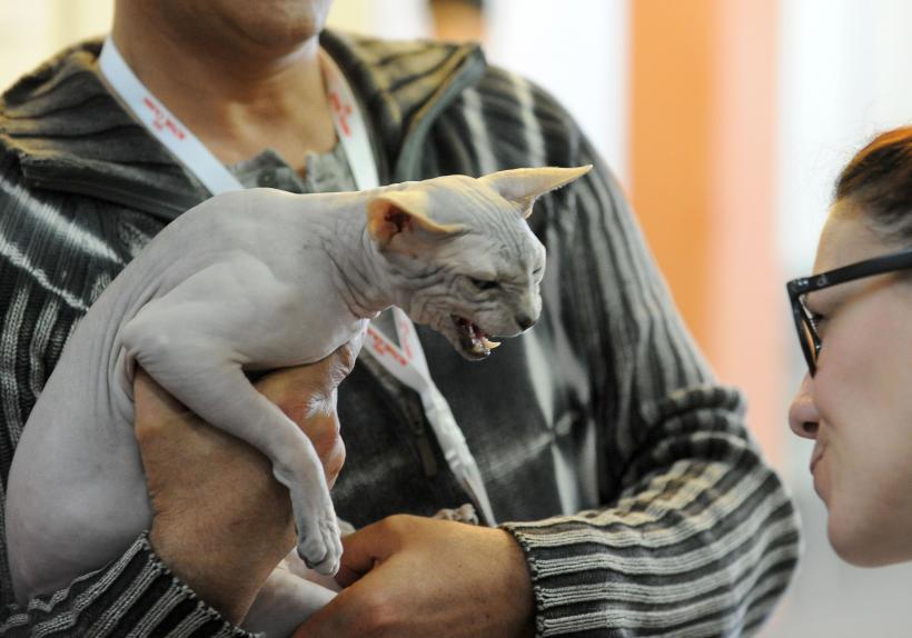 SofistiCAT 2017. Concursul celor mai frumoase pisici (GALERIE FOTO) 18593037