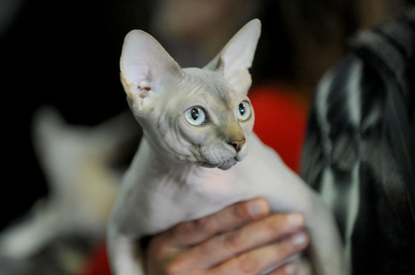 SofistiCAT 2017. Concursul celor mai frumoase pisici (GALERIE FOTO) 18593038