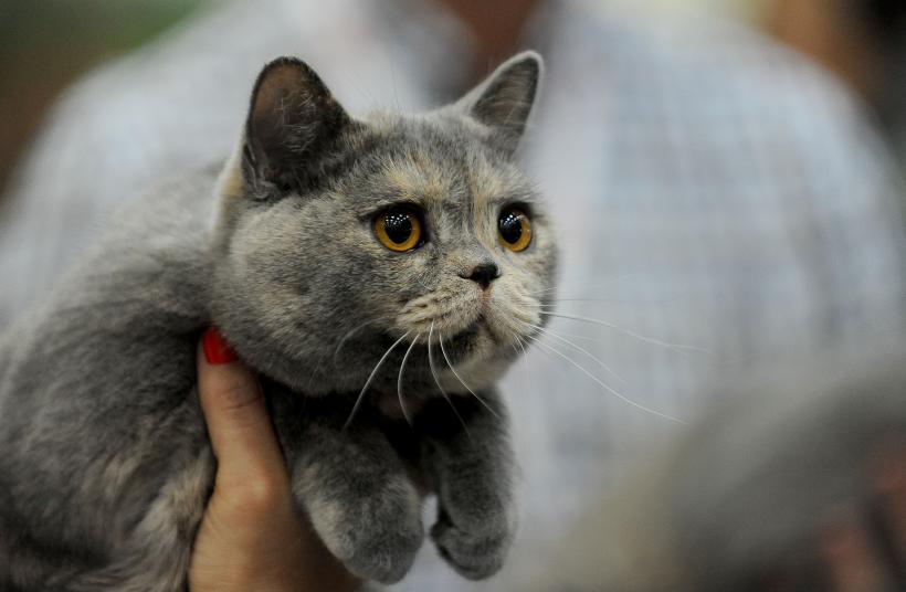 SofistiCAT 2017. Concursul celor mai frumoase pisici (GALERIE FOTO) 18593040
