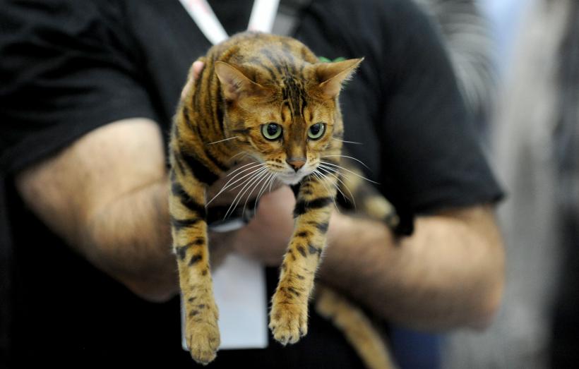 SofistiCAT 2017. Concursul celor mai frumoase pisici (GALERIE FOTO) 18593041