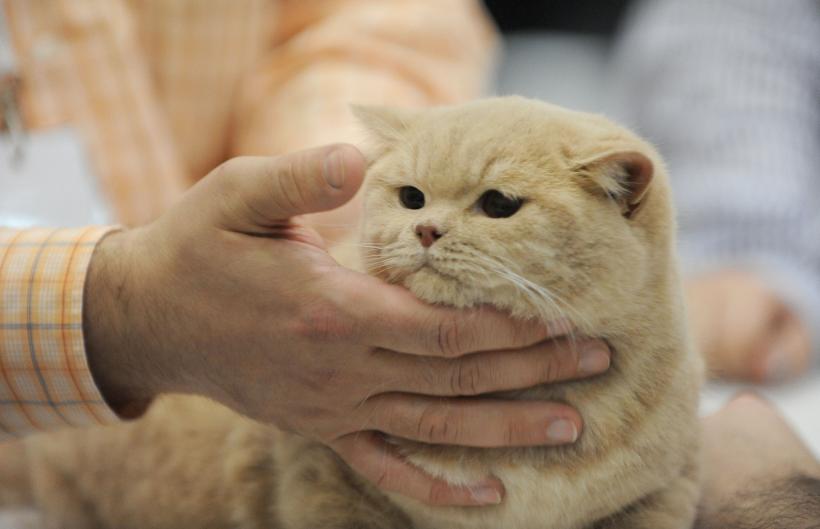 SofistiCAT 2017. Concursul celor mai frumoase pisici (GALERIE FOTO) 18593042